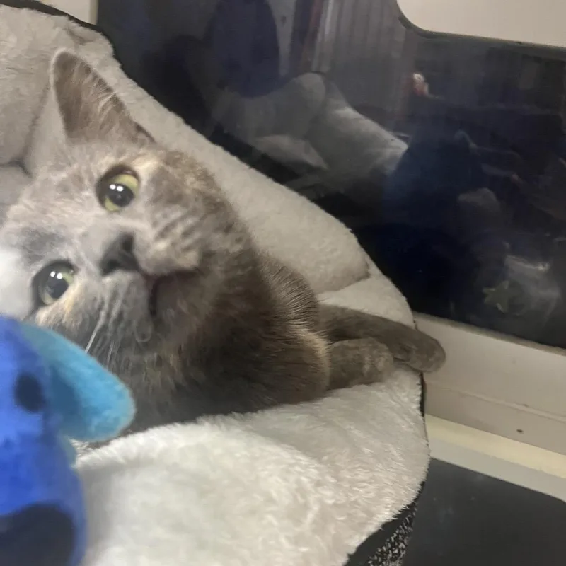 A young medium-sized female Gray / Blue / Silver Domestic Short Hair cat named Aimee for adoption in Shawnee, KS