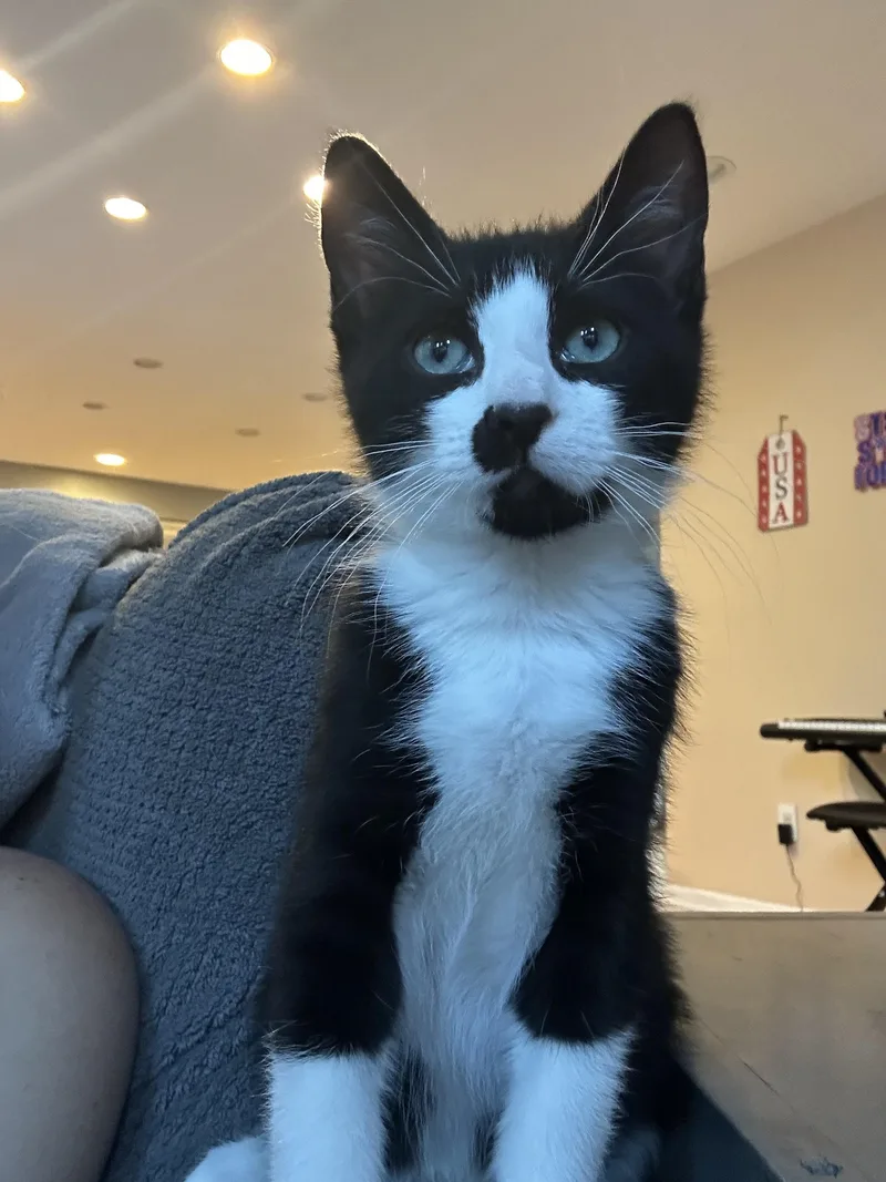 A baby medium-sized male Black & White / Tuxedo Domestic Short Hair cat named Domenico for adoption in Albany, NY
