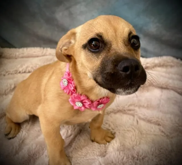 A baby small-sized female Boxer dog named Lola for adoption in Salinas, CA