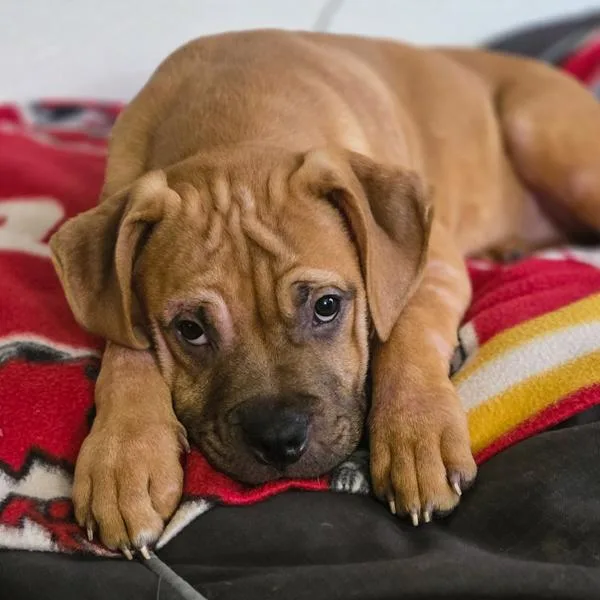 A baby small-sized male Mastiff dog named Max for adoption in Des Moines, IA