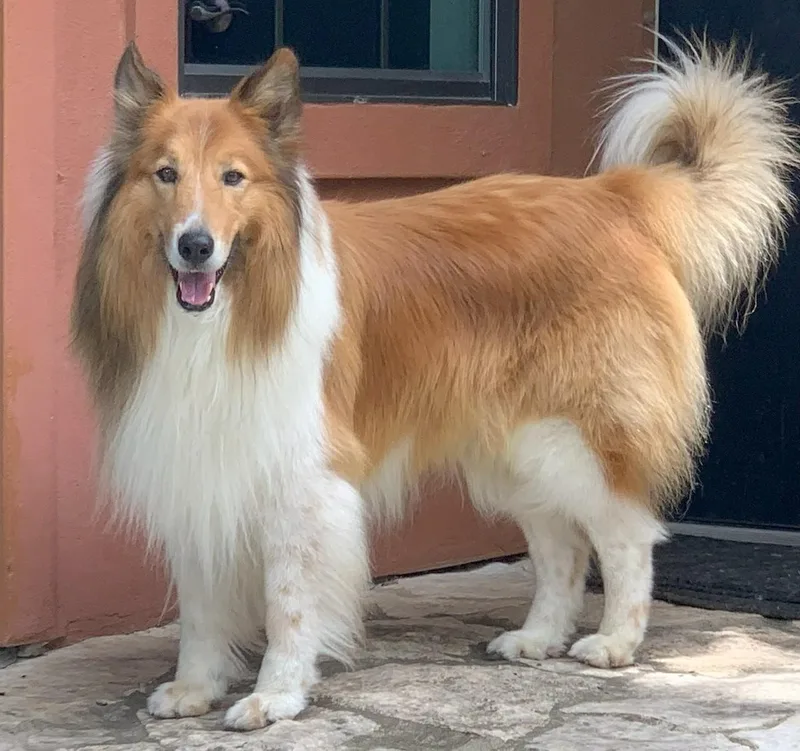 An adult medium-sized male Sable Rough Collie dog named Kenny for adoption in Houston, TX