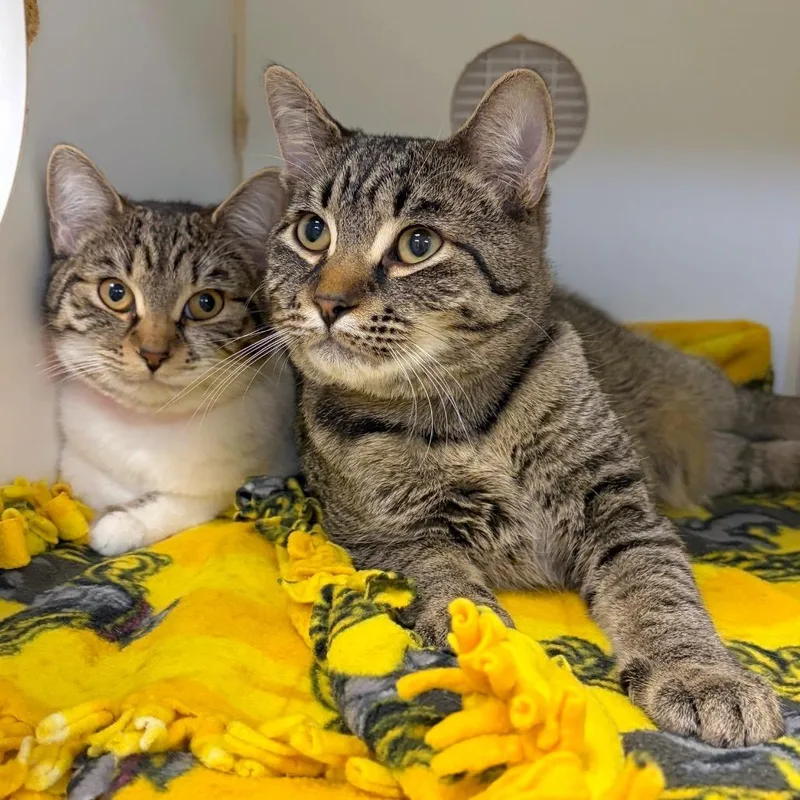 A young medium-sized male Domestic Short Hair cat named Rico for adoption in Woodinville, WA