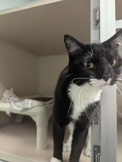 An adult medium-sized male Domestic Short Hair cat named Chong I AM AT for adoption in East Brookfield, MA