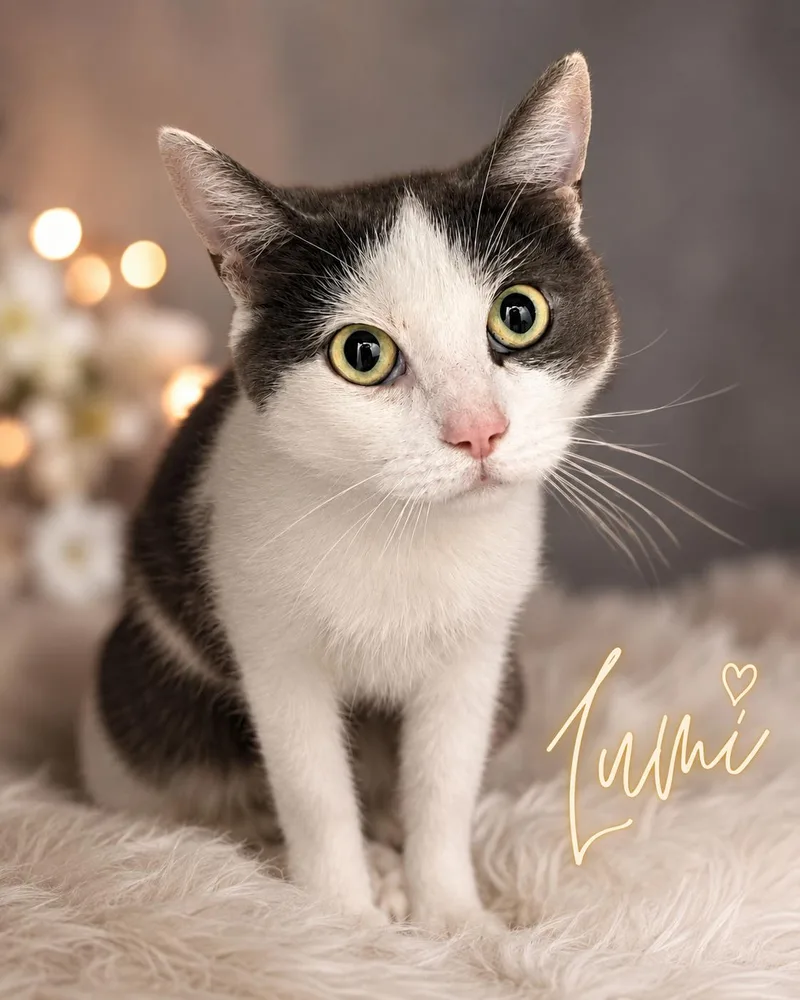 An adult medium-sized female Gray & White Domestic Short Hair cat named Lumi for adoption in Greenville, DE