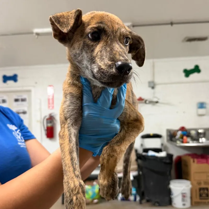 A baby medium-sized male Brindle Shepherd dog named Donnie for adoption in Edinburg, TX