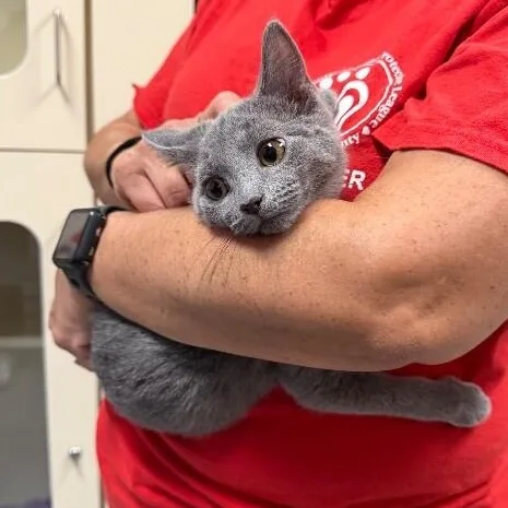 A baby small-sized female Gray / Blue / Silver Domestic Short Hair cat named Cardigan for adoption in Elyria, OH