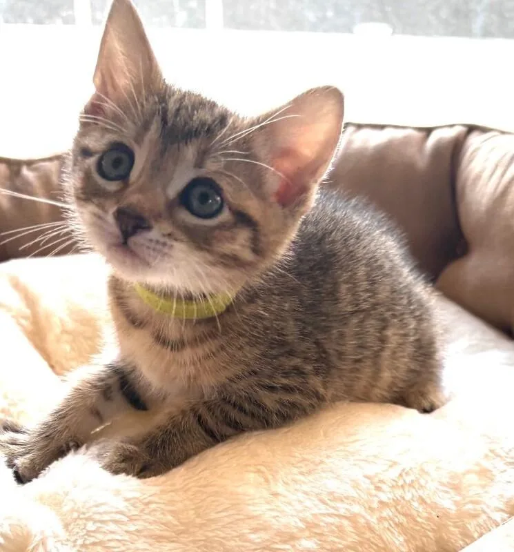 Lime thumbnail 3