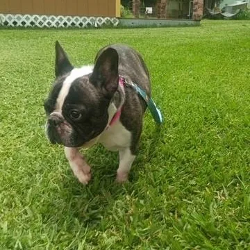 Jolie She Loves