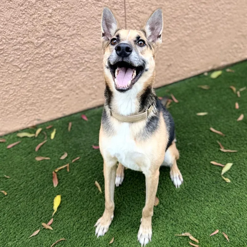 An adult medium-sized male Brown / Chocolate Shepherd dog named Rex for adoption in Fresno, CA
