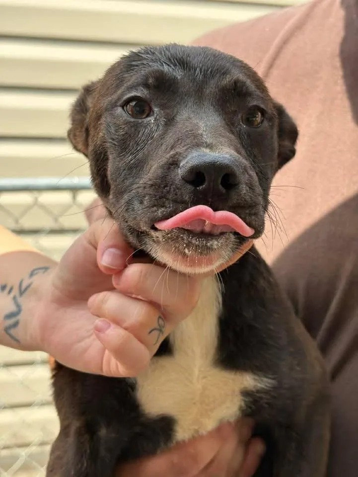A baby medium-sized female Mixed Breed dog named Gina for adoption in Lavonia, GA