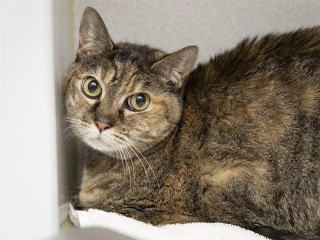 A senior small-sized female Domestic Short Hair cat named Sophie for adoption in Phoenix, AZ