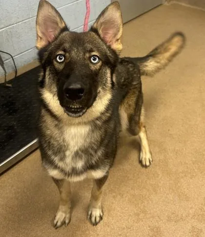 An adult large-sized male Mixed Breed dog named Calder for adoption in Chamblee, GA