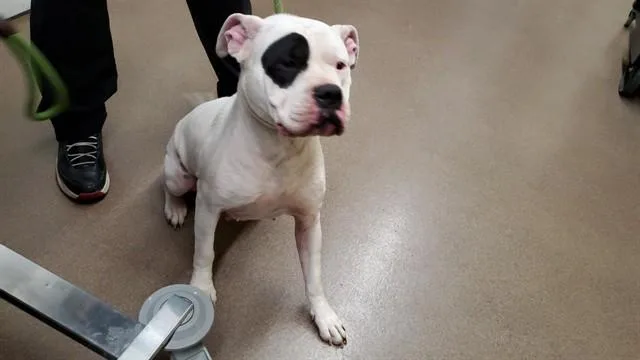 An adult large-sized female Pit Bull Terrier dog named Muneca for adoption in Aurora, IL