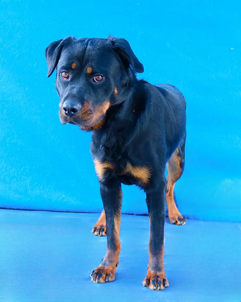 A young medium-sized female Rottweiler dog named Osa for adoption in Pasadena, CA