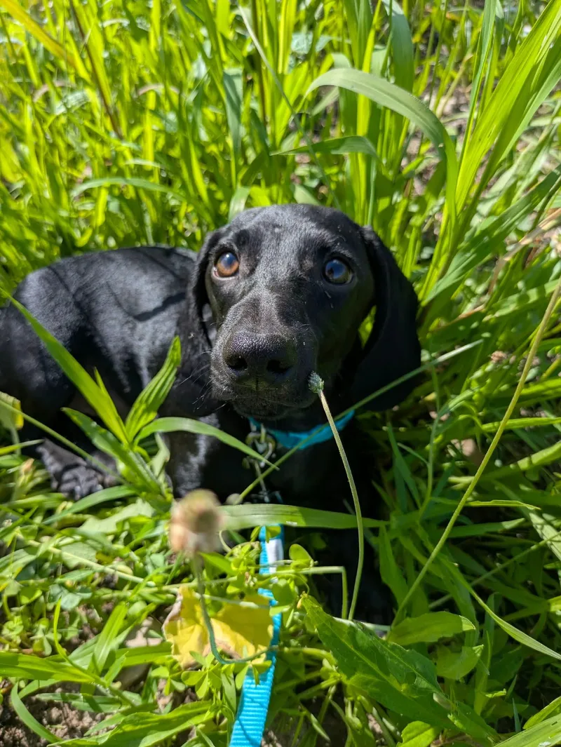 A baby small-sized male Black Dachshund dog named Dill for adoption in Clay, NY