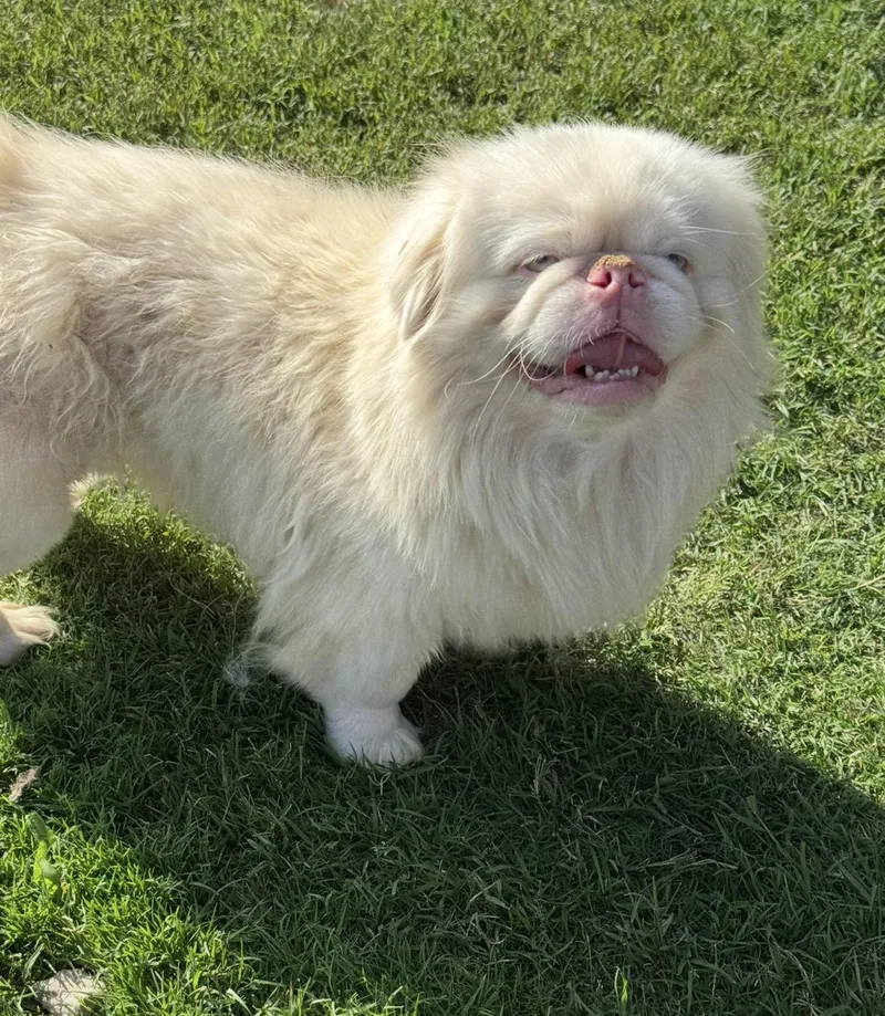 An adult small-sized male Apricot / Beige Pekingese dog named Onyx for adoption in Forney, TX