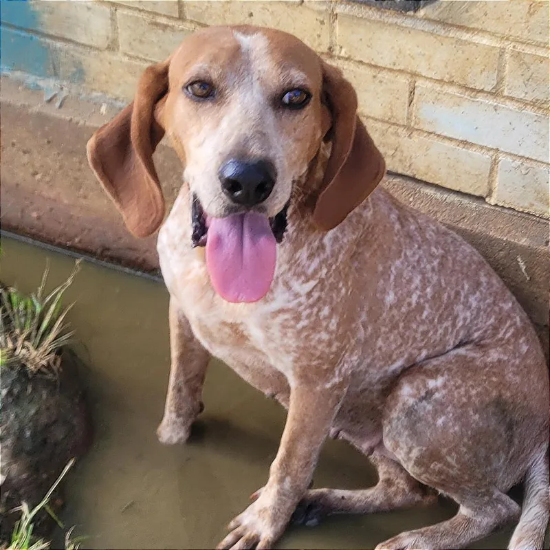 An adult medium-sized female Red / Chestnut / Orange Coonhound dog named Little Ann for adoption in West Point, MS