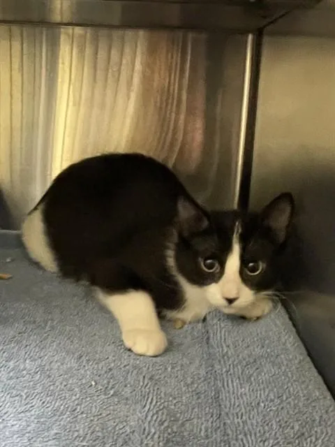 A young small-sized female Domestic Short Hair cat named Spicy for adoption in Lees Summit, MO