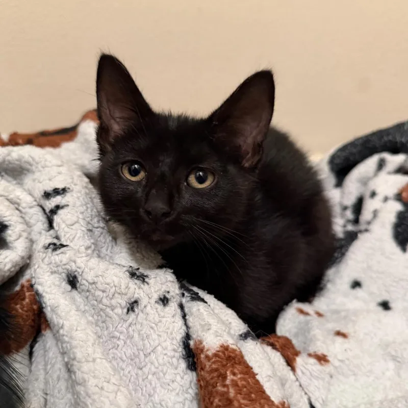 A baby small-sized male Black Domestic Short Hair cat named Ozai for adoption in Newark, NJ