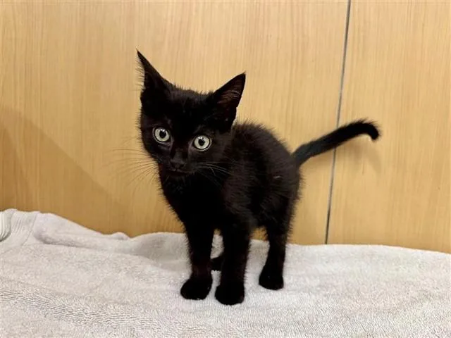 A baby small-sized male Domestic Short Hair cat named Bert for adoption in Saint Louis, MO