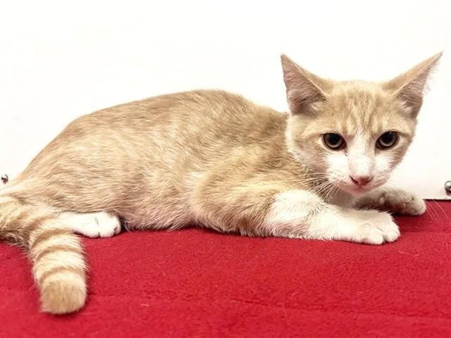 Gary