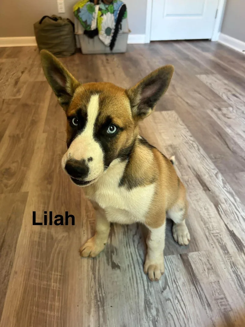 Lilah