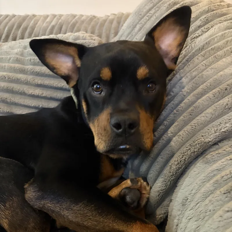 A young medium-sized male Rottweiler dog named Carl Winston for adoption in Duck River, TN