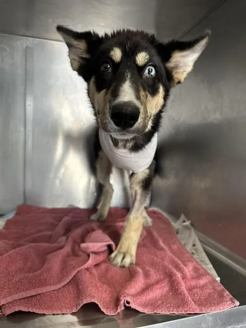 A baby medium-sized female German Shepherd Dog dog named Ilean for adoption in Stockton, CA