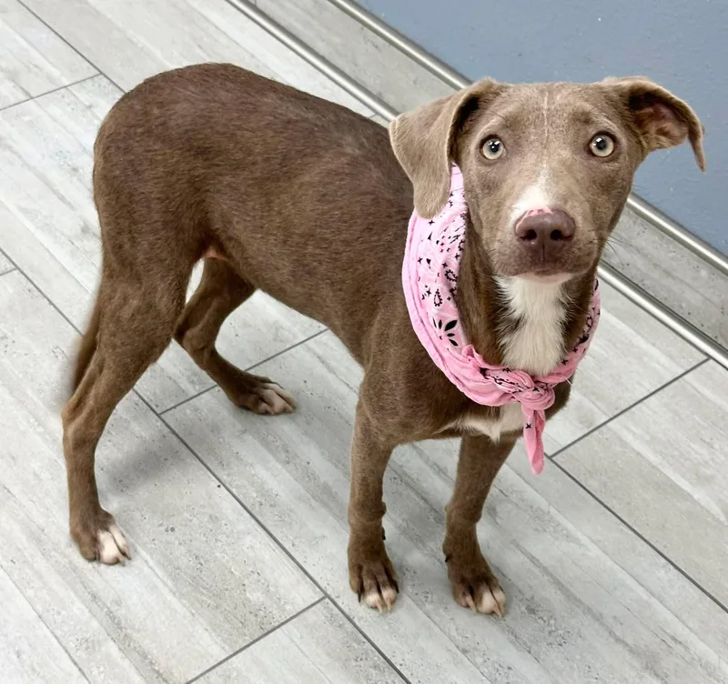 A baby medium-sized female Bicolor Hound dog named Goose for adoption in Olympia, WA