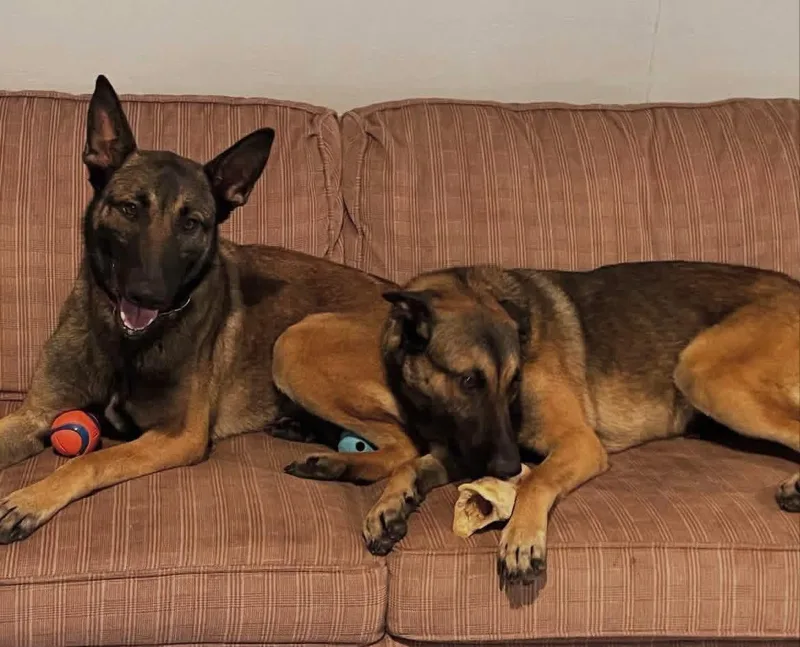 An adult large-sized female Belgian Shepherd / Malinois dog named Juno & Storm for adoption in Duxbury, MA