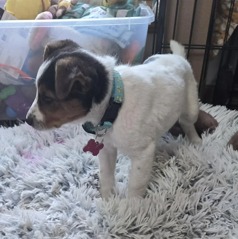A baby medium-sized male Golden Jack Russell Terrier dog named Finley for adoption in Union Grove, WI