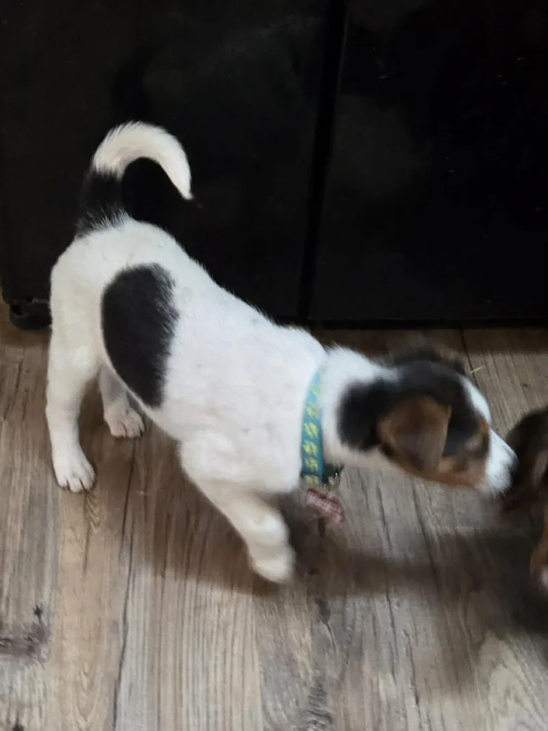 Finley thumbnail 2
