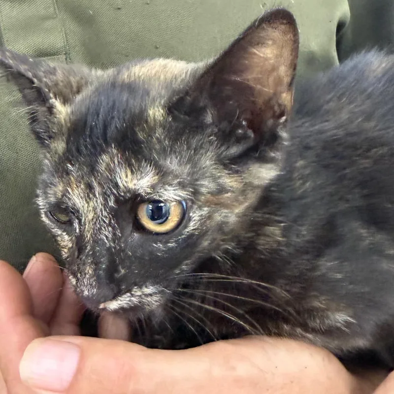 A baby small-sized female Tortoiseshell Domestic Short Hair cat named Marley for adoption in Madisonville, KY