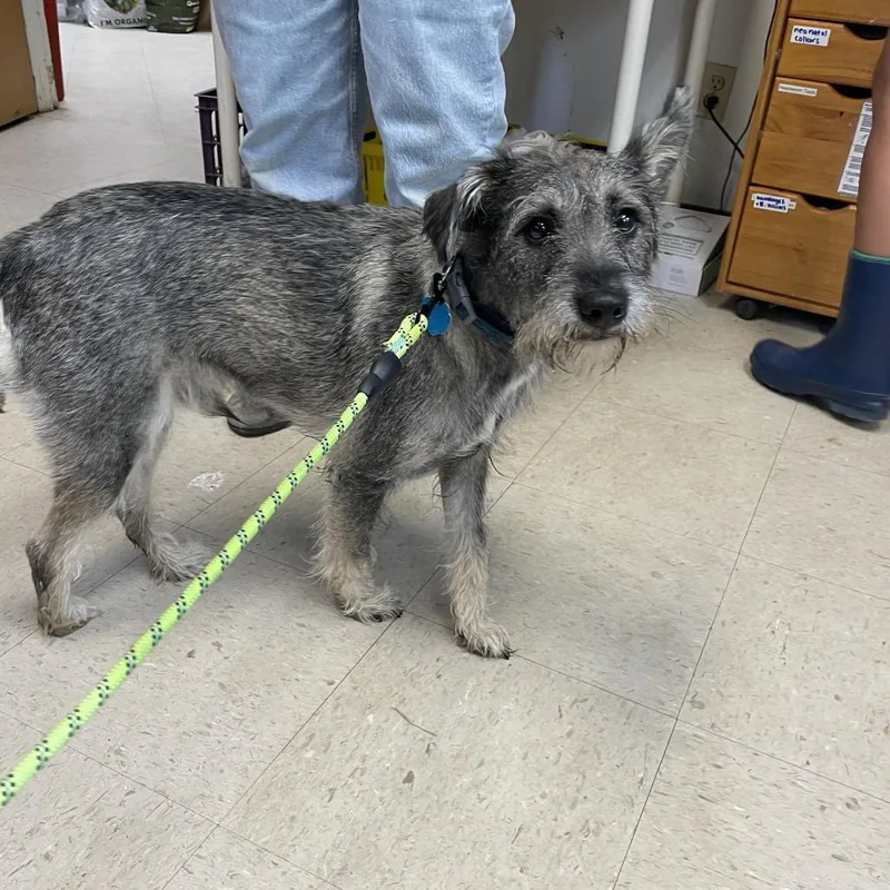A young small-sized male Gray / Blue / Silver Miniature Schnauzer dog named Daddito for adoption in Austin, TX