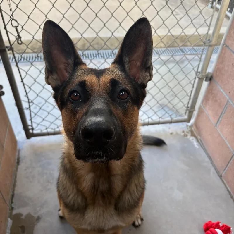An adult large-sized male Black German Shepherd Dog dog named Ranger for adoption in Santa Barbara, CA