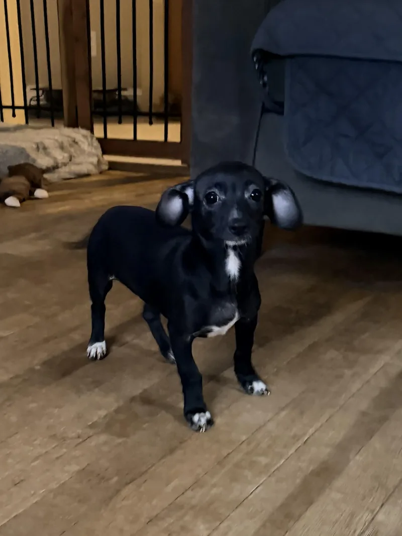 A baby small-sized female Chihuahua dog named Poppy for adoption in Stoughton, MA