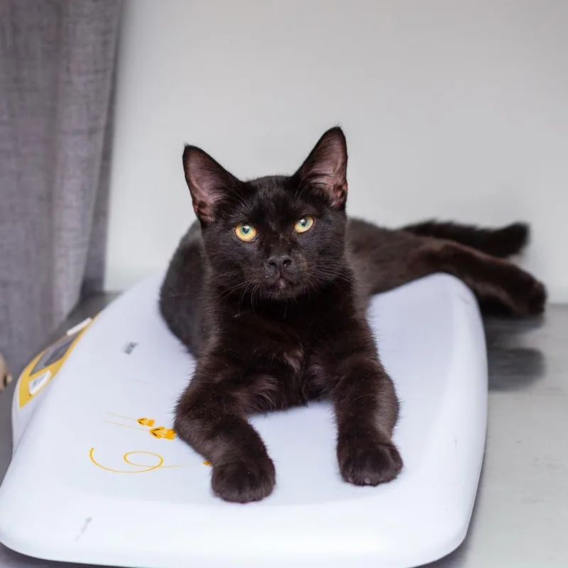 A baby medium-sized male Black Domestic Short Hair cat named Shadow for adoption in Hattiesburg, MS