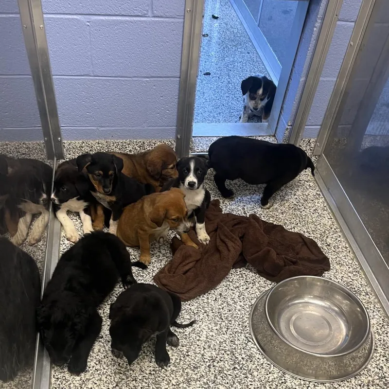 A baby large-sized female Black Mixed Breed dog named Monster for adoption in Madisonville, TN