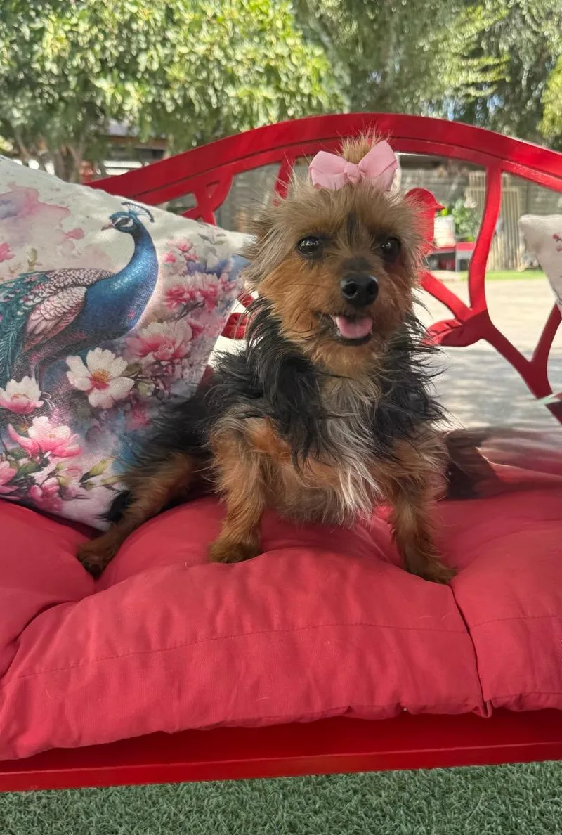 An adult small-sized female Black Silky Terrier dog named Reba for adoption in Temecula, CA