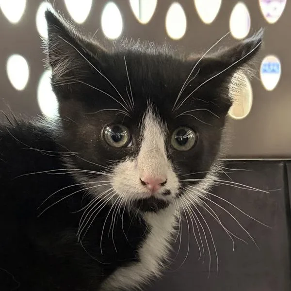 A baby small-sized male Domestic Short Hair cat named Klein for adoption in Des Moines, IA