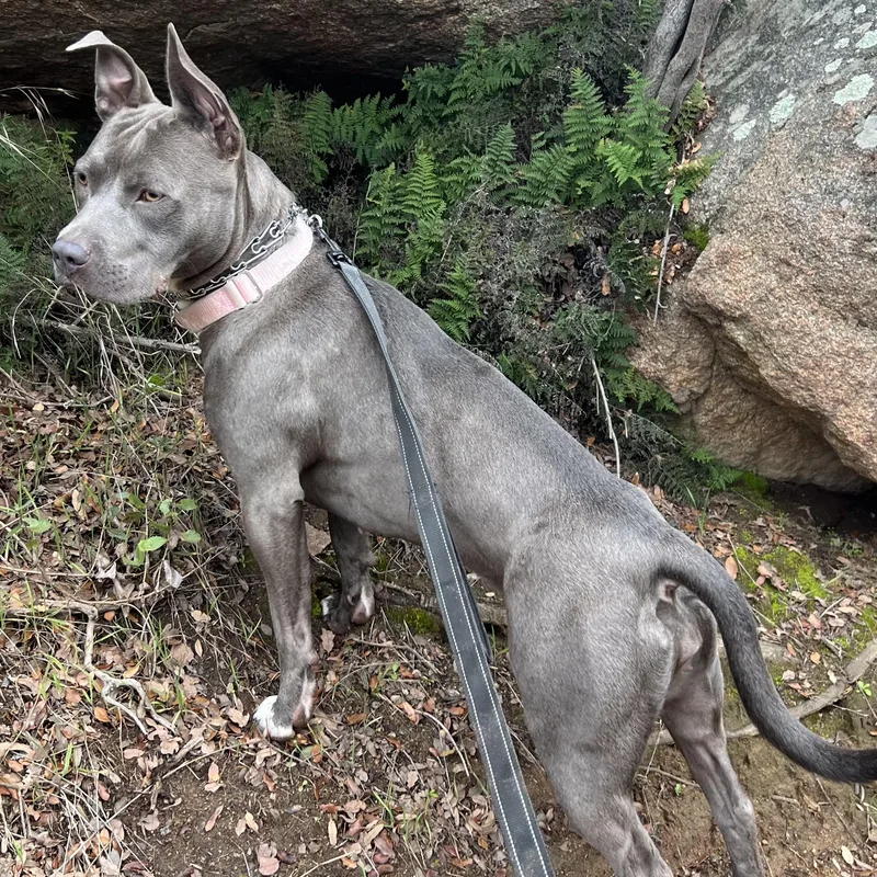 Roxy Blue French Staffy thumbnail 2