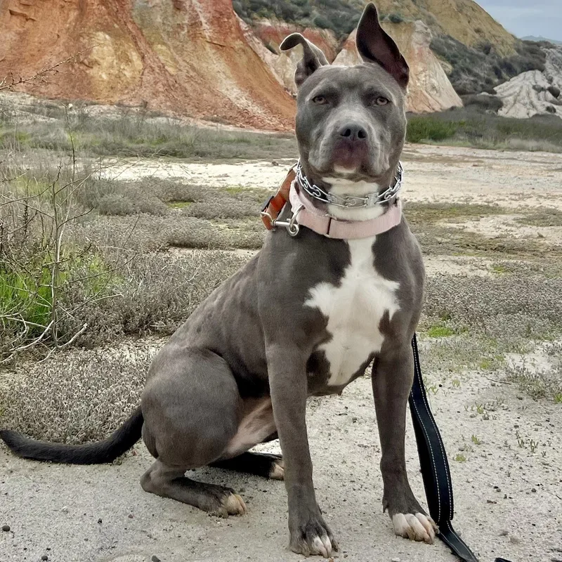 Roxy Blue French Staffy thumbnail 4