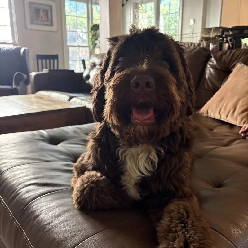 An adult medium-sized female Standard Poodle dog named Maple for adoption in Cordova, TN