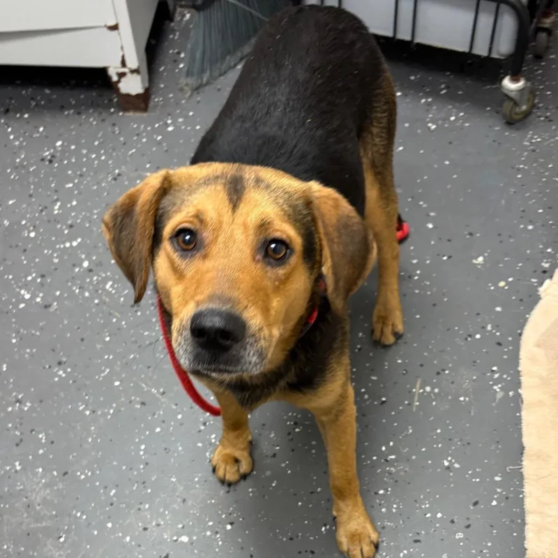 An adult medium-sized male Black Mixed Breed dog named Elliot for adoption in Columbiana, AL