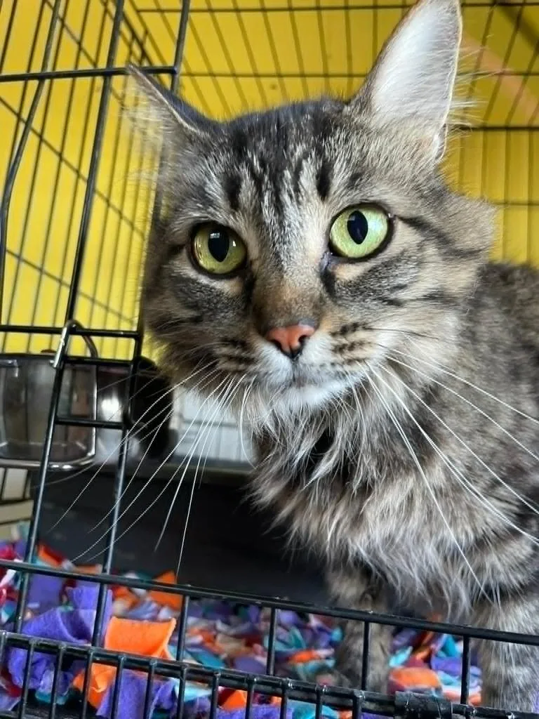 An adult large-sized female Domestic Long Hair cat named Belle for adoption in Ogden, UT