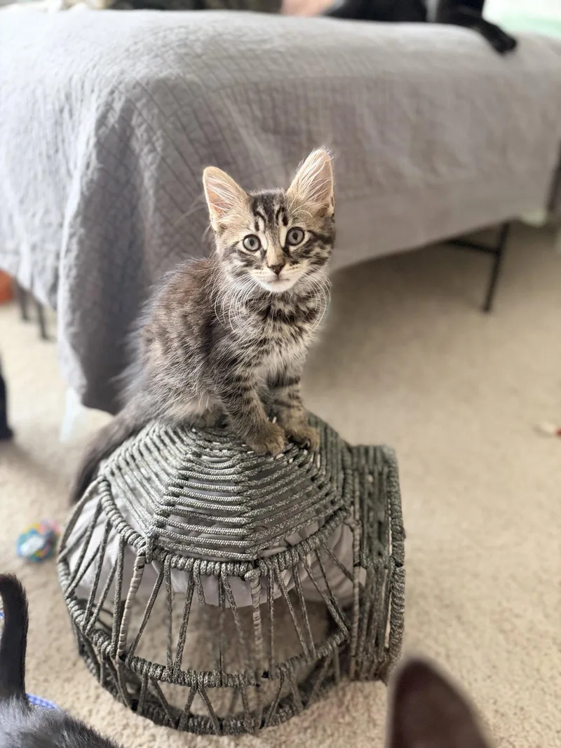 A young medium-sized male Domestic Long Hair cat named Sucker for adoption in Camden, SC