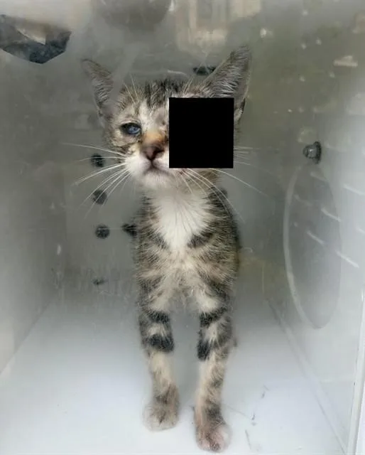 A baby small-sized male Domestic Medium Hair cat named Pikachu for adoption in Ontario, CA