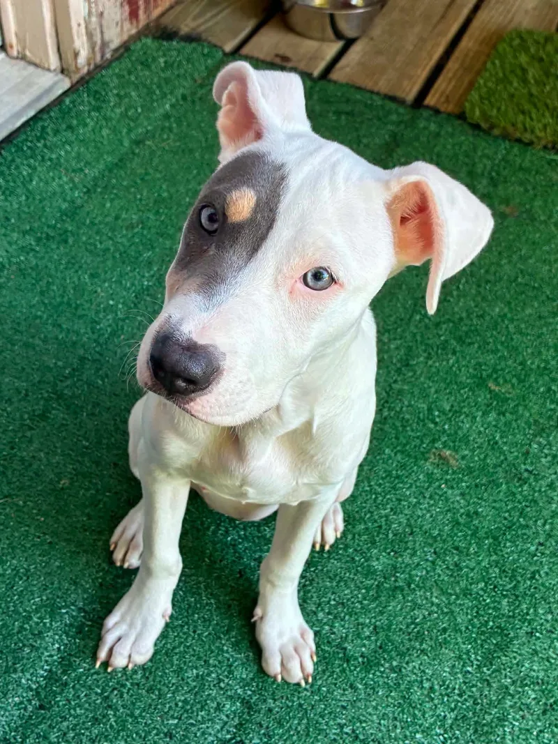 A baby medium-sized female Pit Bull Terrier dog named Spotify for adoption in Germantown, OH