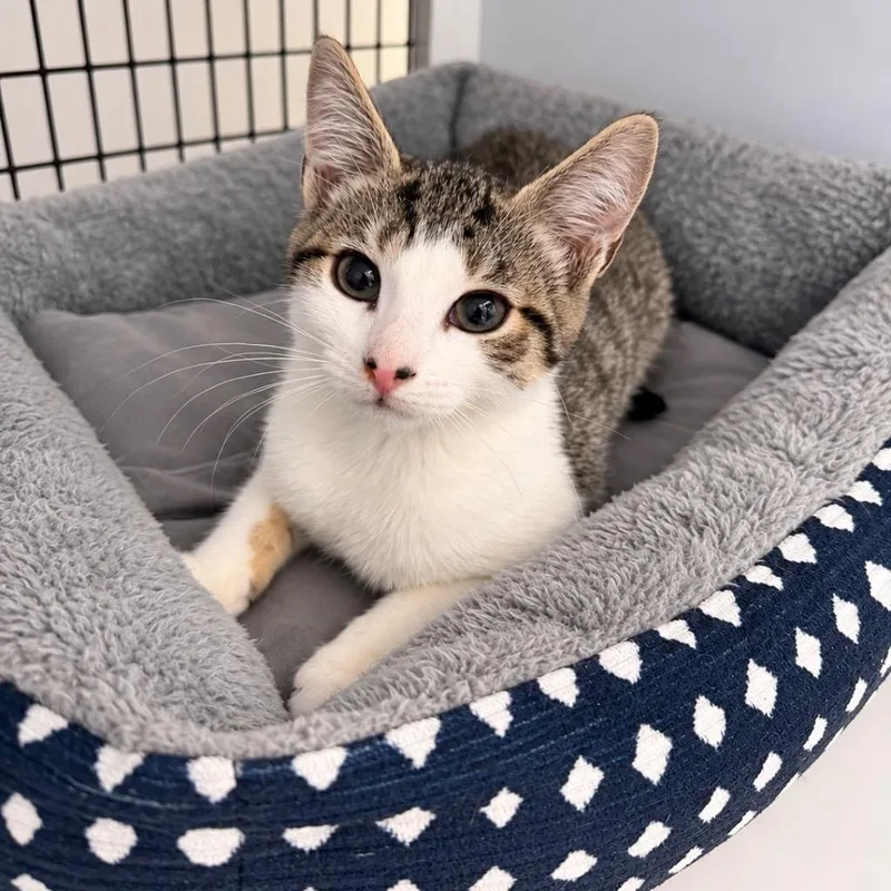 A baby small-sized female Domestic Short Hair cat named Mistral for adoption in Ewing, NJ