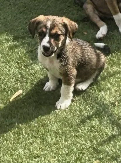 A baby small-sized male Brown / Chocolate Mixed Breed dog named Fry for adoption in Kenosha, WI